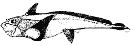 Hydrolagus affinis_clave